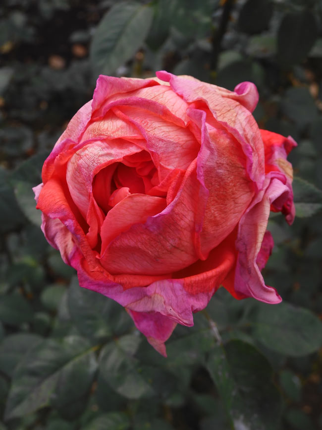 冬薔薇【枯花艶崩れ篇】神代植物公園 ばら園 12月上旬開花の冬バラ