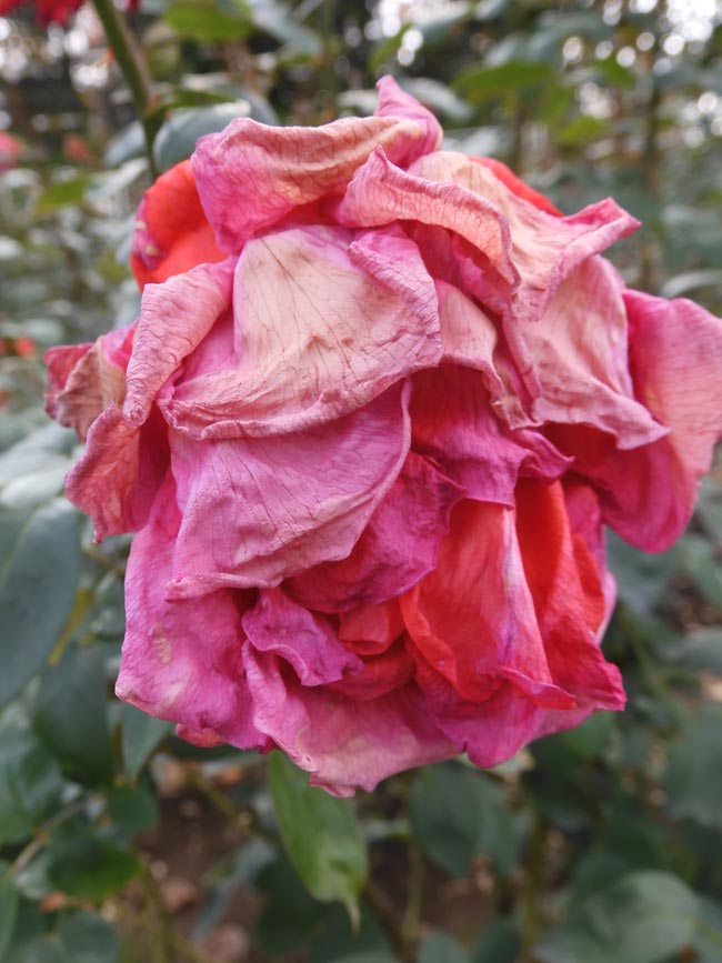 冬薔薇【枯花艶崩れ篇】神代植物公園 ばら園 12月上旬開花の冬バラ