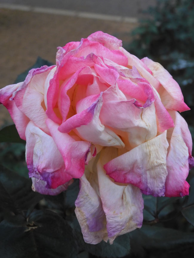 冬薔薇【枯花艶崩れ篇】神代植物公園 ばら園 12月上旬開花の冬バラ