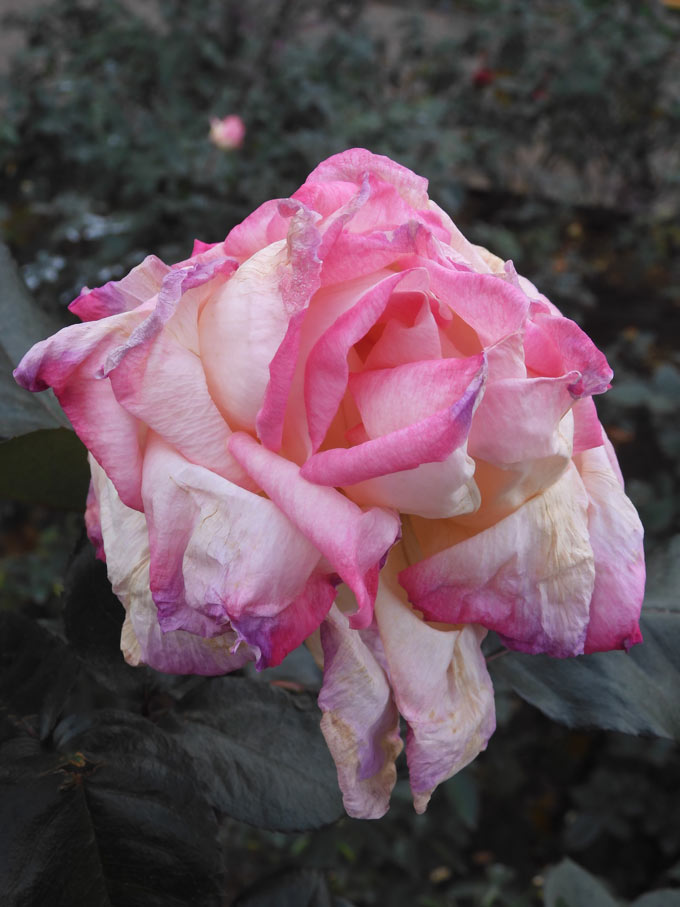 冬薔薇【枯花艶崩れ篇】神代植物公園 ばら園 12月上旬開花の冬バラ
