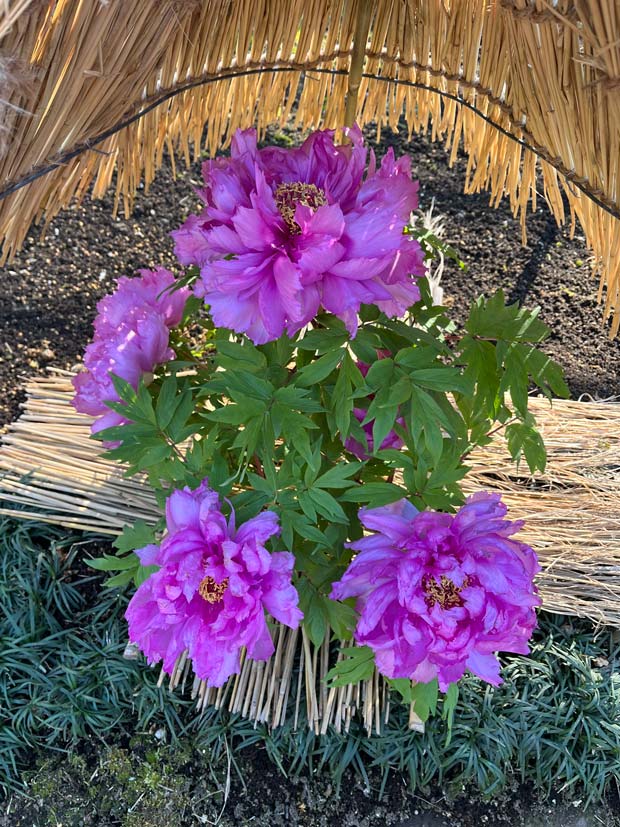 季節の花写真 上野東照宮ぼたん苑 | K U R A D A S H I