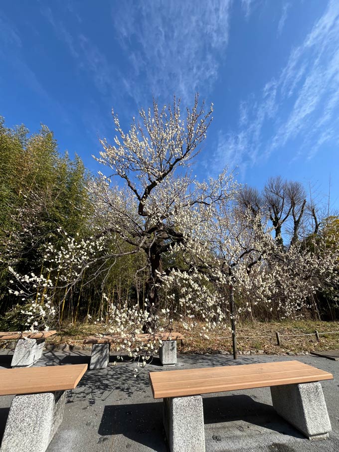 2026年01月22日の記事 | K U R A D A S H I