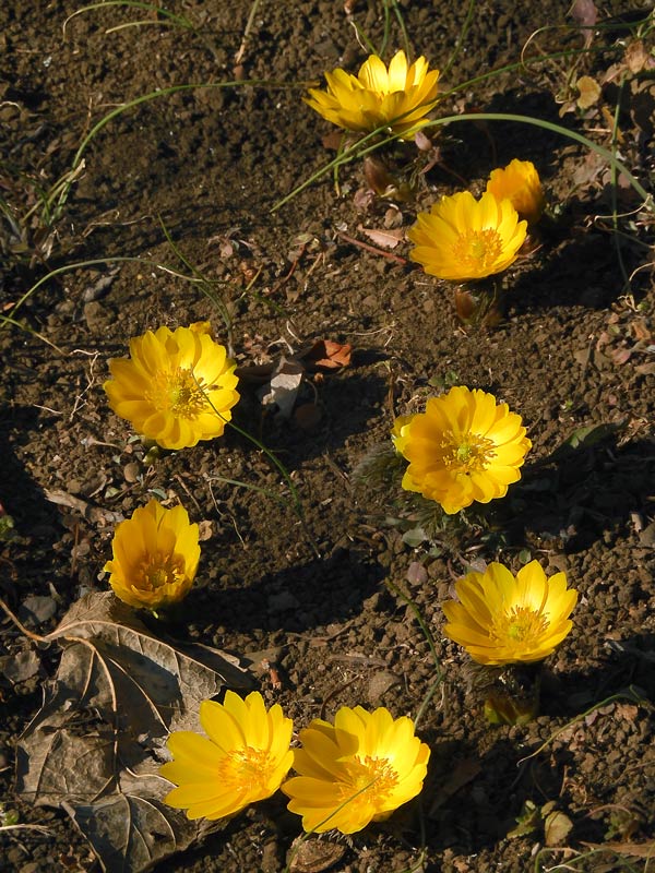 福寿草と思ったら福寿海？ミチノク福寿草とは？ 神代植物公園 植物多様