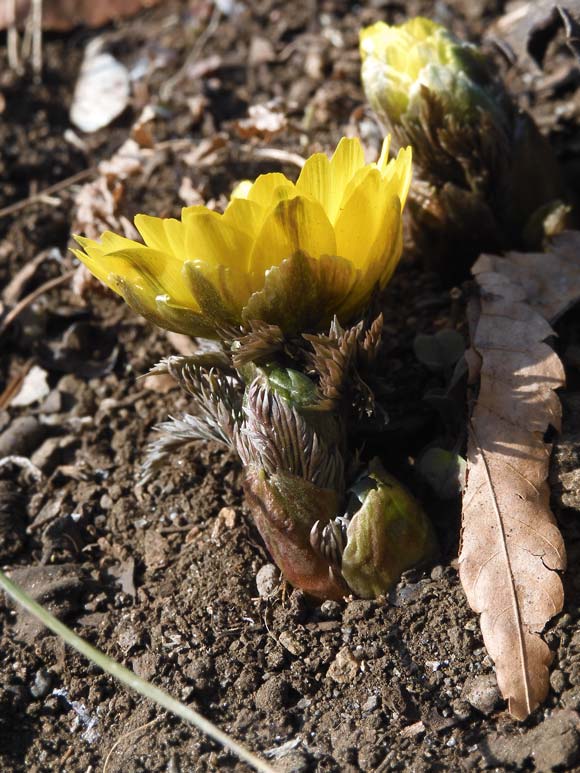 福寿草と思ったら福寿海？ミチノク福寿草とは？ 神代植物公園 植物多様