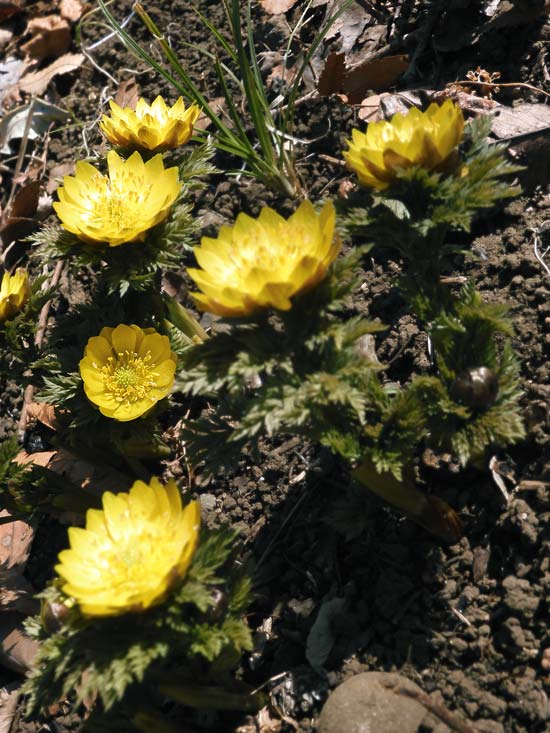 福寿草と思ったら福寿海？ミチノク福寿草とは？ 神代植物公園 植物多様