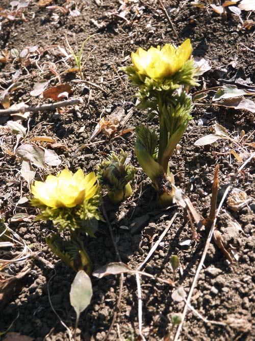 福寿草　確認用 福寿草紫雲が咲きました。 | tomの気まぐれ花日記