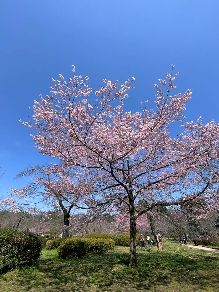 神代植物公園の桜 2026〈'神代曙' 見頃の若木と養生中の原木〉3月下旬