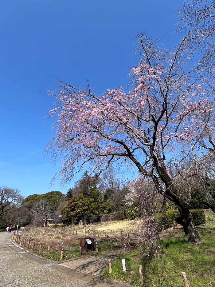 神代植物公園の桜 2026 枝垂桜、寒緋桜、寒咲大島、東海桜、小松乙女 3