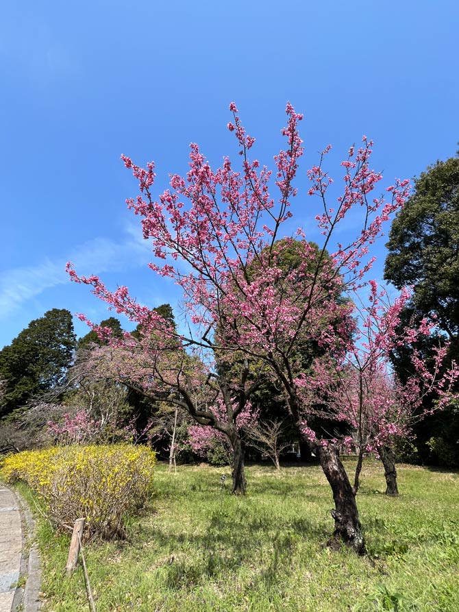 神代植物公園の桜 2026 枝垂桜、寒緋桜、寒咲大島、東海桜、小松乙女 3