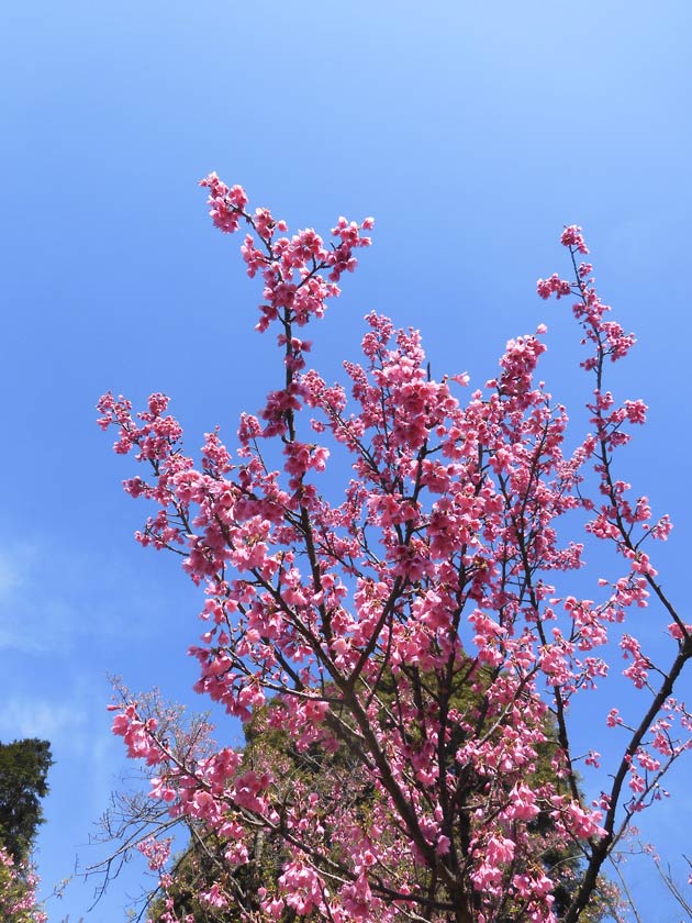 神代植物公園の桜 2026 枝垂桜、寒緋桜、寒咲大島、東海桜、小松乙女 3