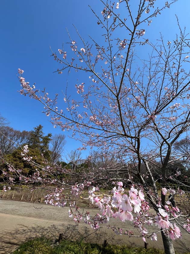 神代植物公園の桜 2026 枝垂桜、寒緋桜、寒咲大島、東海桜、小松乙女 3