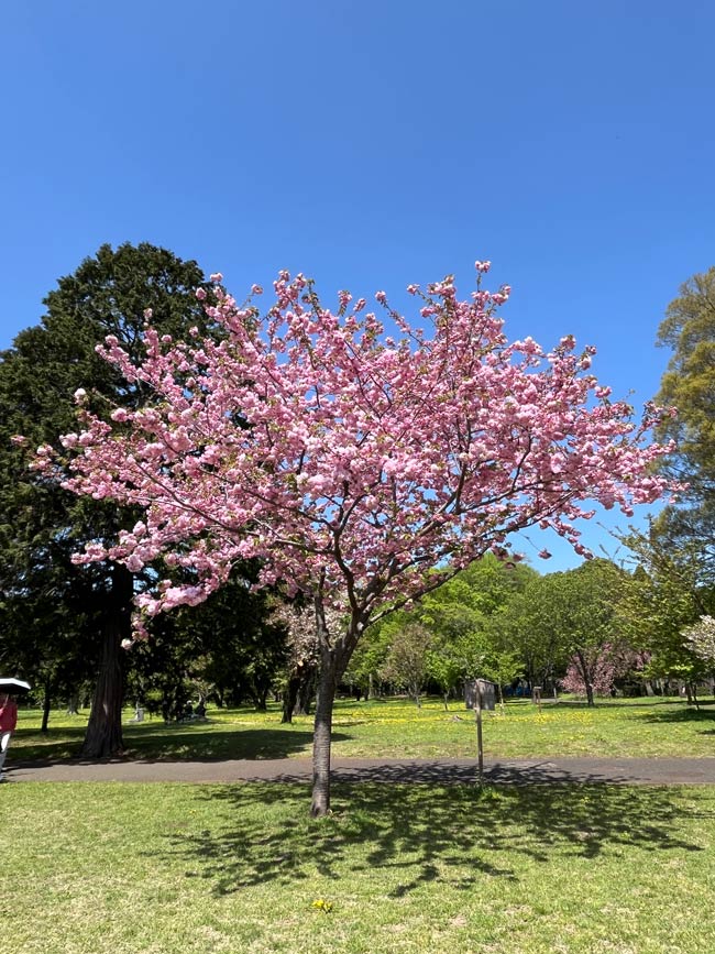 小金井公園の桜 2026〈桜の園・4月中旬・前編〉遅咲き里桜が見頃