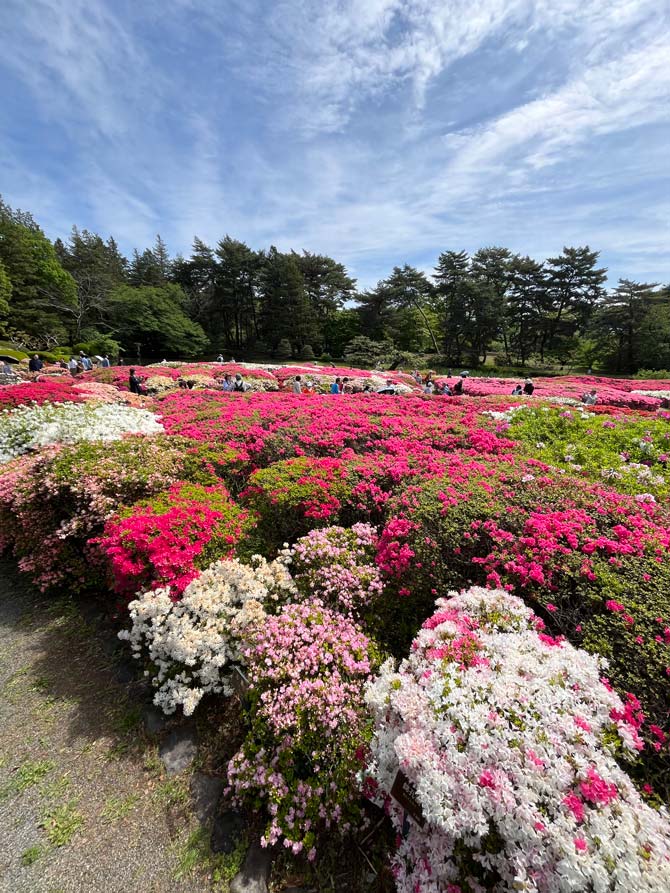 ツツジ 2026 神代植物公園 つつじ園〈4月中旬 久留米ツツジの見頃
