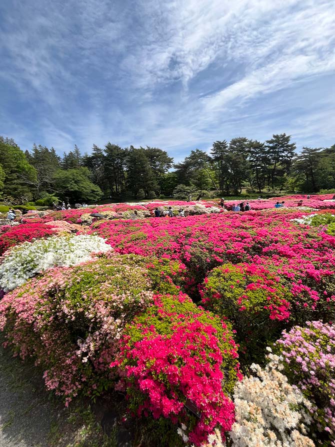 つつじ ページ 4/7 つつじ園 本日より #つつじ ウィーク です🌸 #ミツバツツジ