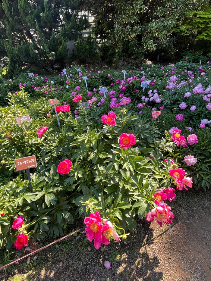 芍薬 2026〈神代植物公園 しゃくやく園〉5月上旬の開花 | K U R A D A