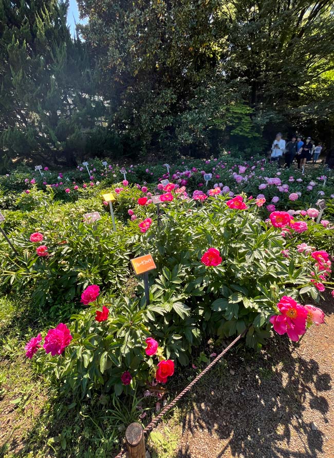 芍薬 2026〈神代植物公園 しゃくやく園〉5月上旬の開花 | K U R A D A