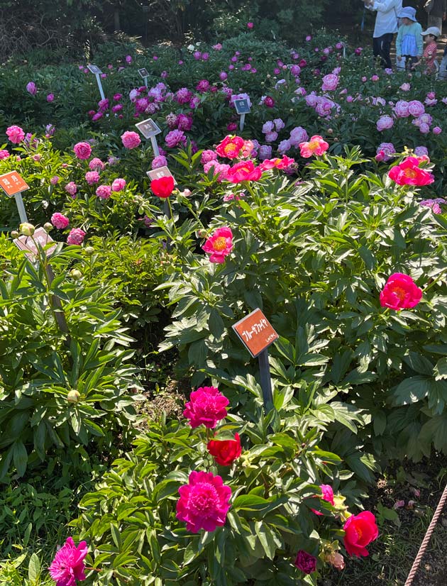 芍薬 2026〈神代植物公園 しゃくやく園〉5月上旬の開花 | K U R A D A