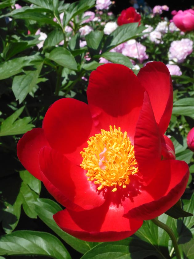 芍薬 2026〈神代植物公園 しゃくやく園〉5月上旬の開花 | K U R A D A
