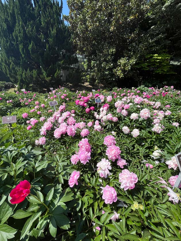 芍薬 2026〈神代植物公園 しゃくやく園〉5月上旬の開花 | K U R A D A
