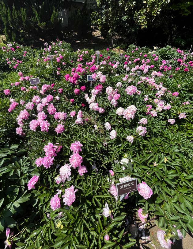 芍薬 2026〈神代植物公園 しゃくやく園〉5月上旬の開花 | K U R A D A