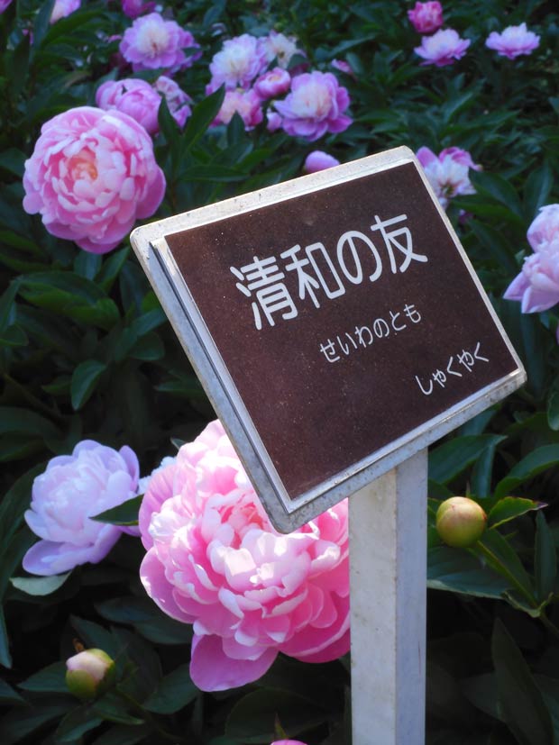芍薬 2026〈神代植物公園 しゃくやく園〉5月上旬の開花 | K U R A D A