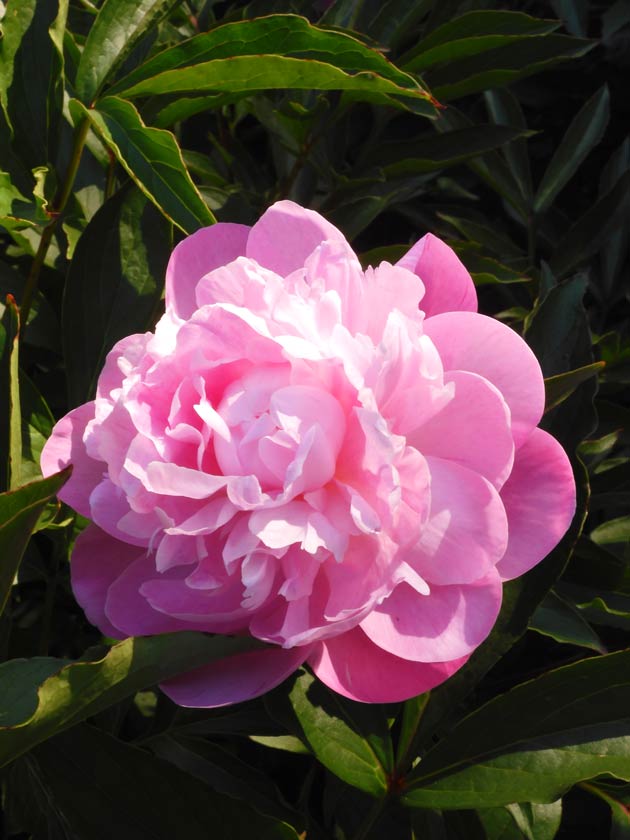 芍薬 2026〈神代植物公園 しゃくやく園〉5月上旬の開花 | K U R A D A