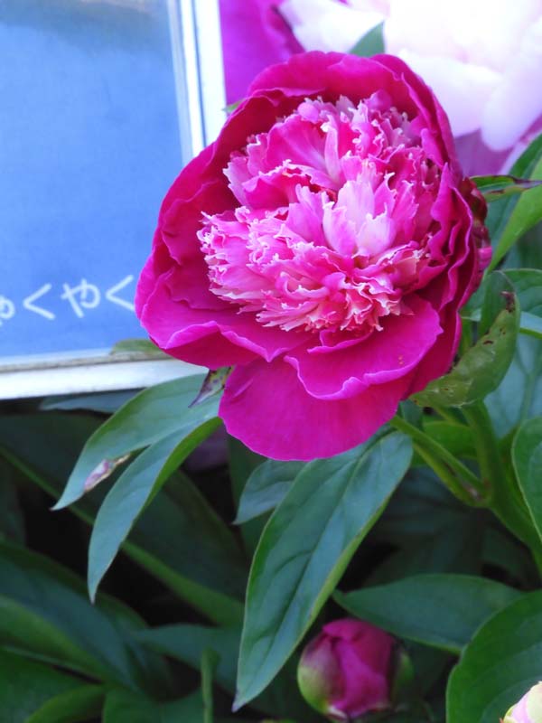 芍薬 2026〈神代植物公園 しゃくやく園〉5月上旬の開花 | K U R A D A
