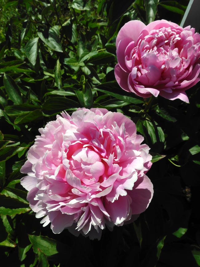 芍薬 2026〈神代植物公園 しゃくやく園〉5月上旬の開花 | K U R A D A