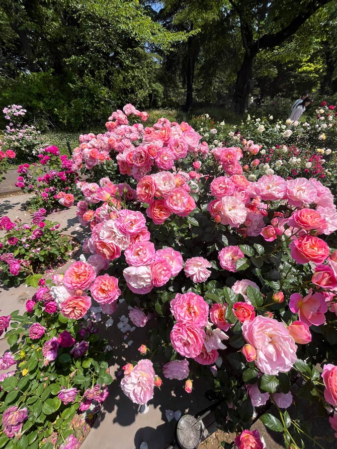 神代植物公園 2026 春バラ〈6〉国際ばら新品種コンクール花壇 | K U R