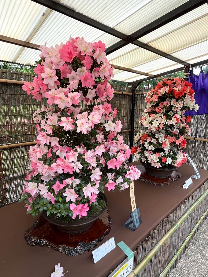 神代植物公園「さつき展」2026〈前編〉美しいサツキの盆栽 | K U R A D