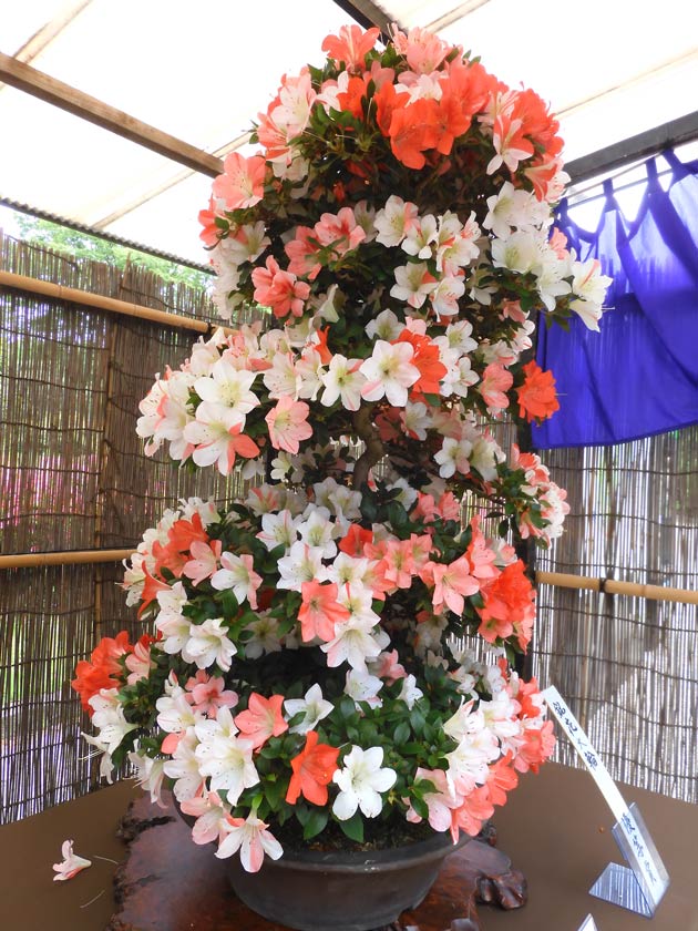 神代植物公園「さつき展」2026〈前編〉美しいサツキの盆栽 | K U R A D