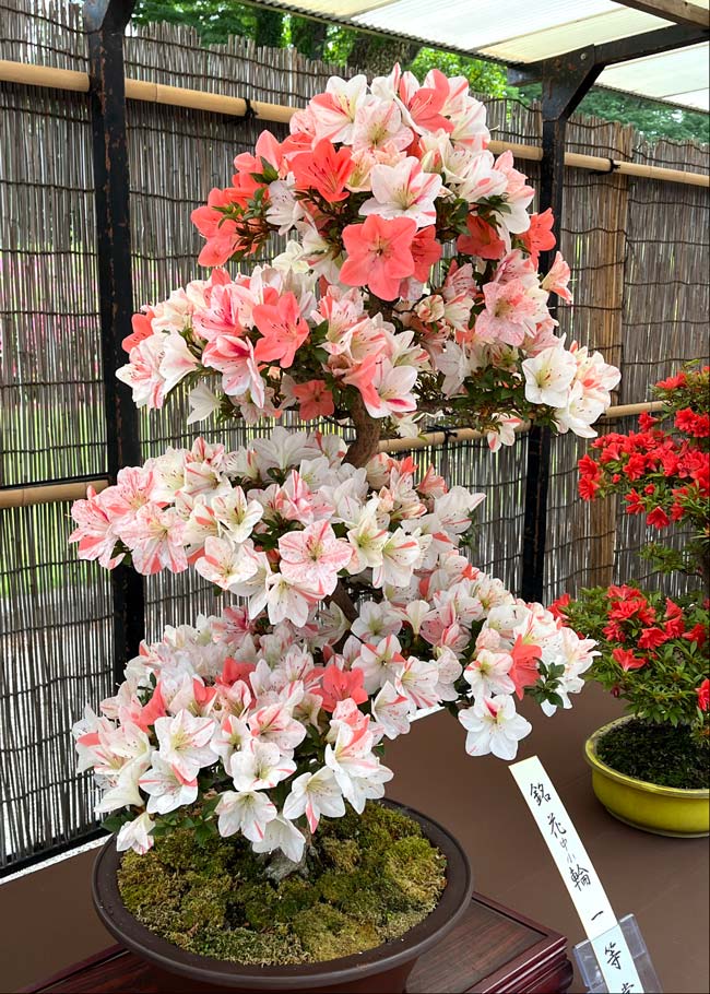 神代植物公園「さつき展」2026〈前編〉美しいサツキの盆栽 | K U R A D