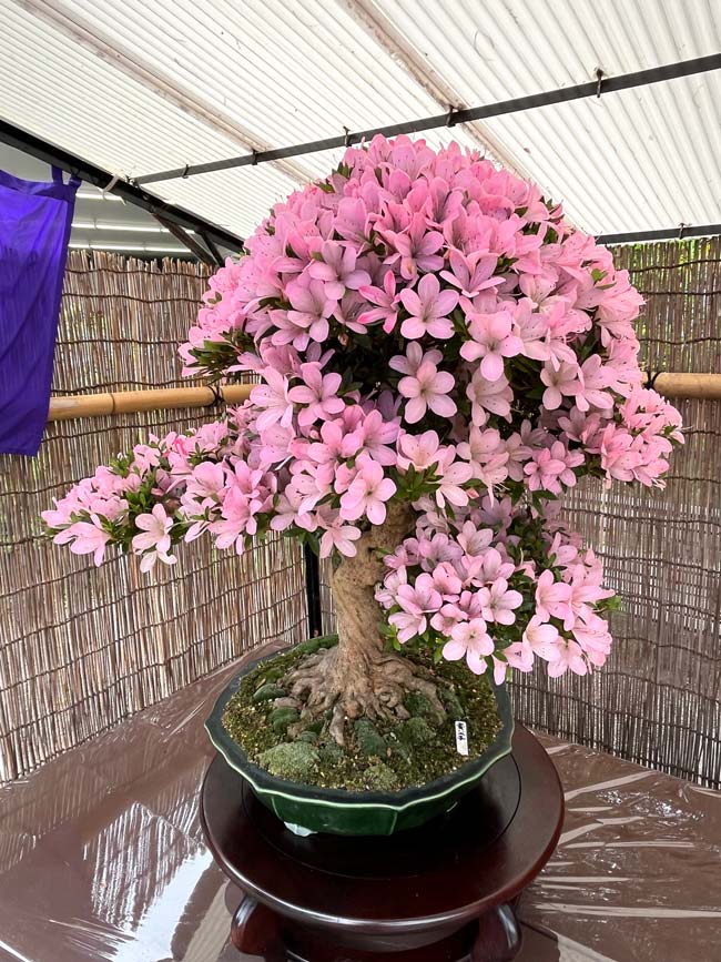 神代植物公園「さつき展」2026〈前編〉美しいサツキの盆栽 | K U R A D