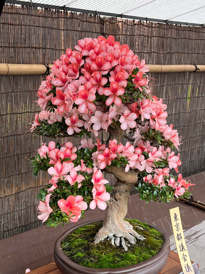 神代植物公園「さつき展」2026〈後編〉＋2025 蔵出し | K U R A D A S H I