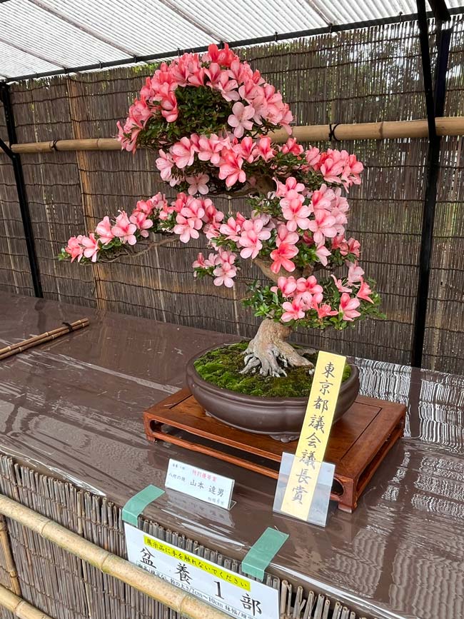 神代植物公園「さつき展」2026〈後編〉＋2025 蔵出し | K U R A D A S H I