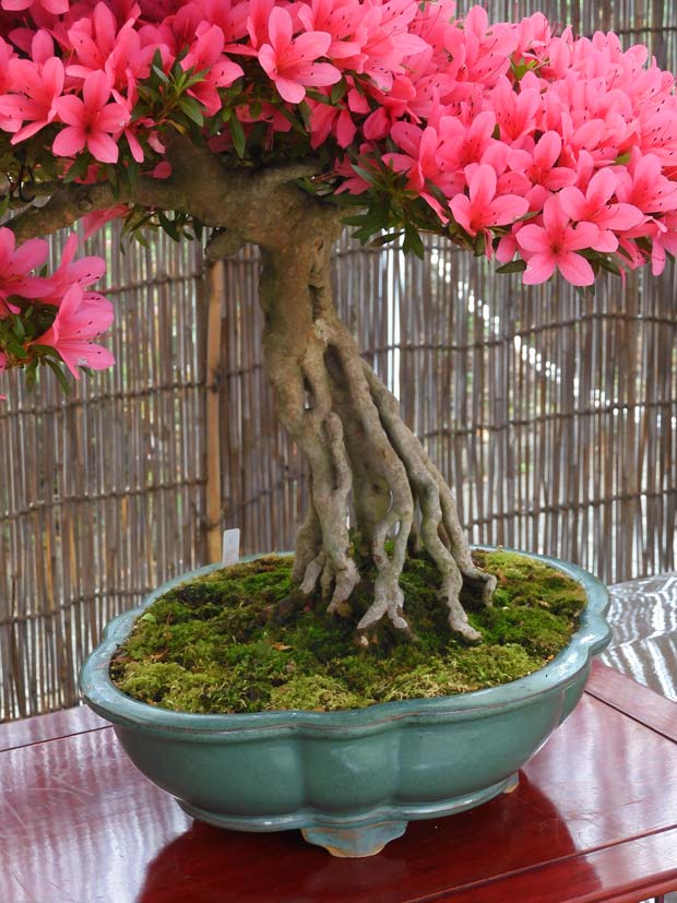 神代植物公園「さつき展」2026〈後編〉＋2025 蔵出し