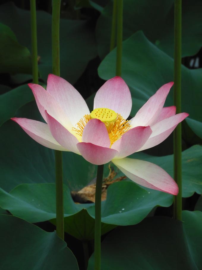 蓮の花 2026 郷土の森公園 修景池〈前編〉花蓮・知里の曙と噴水 | K U