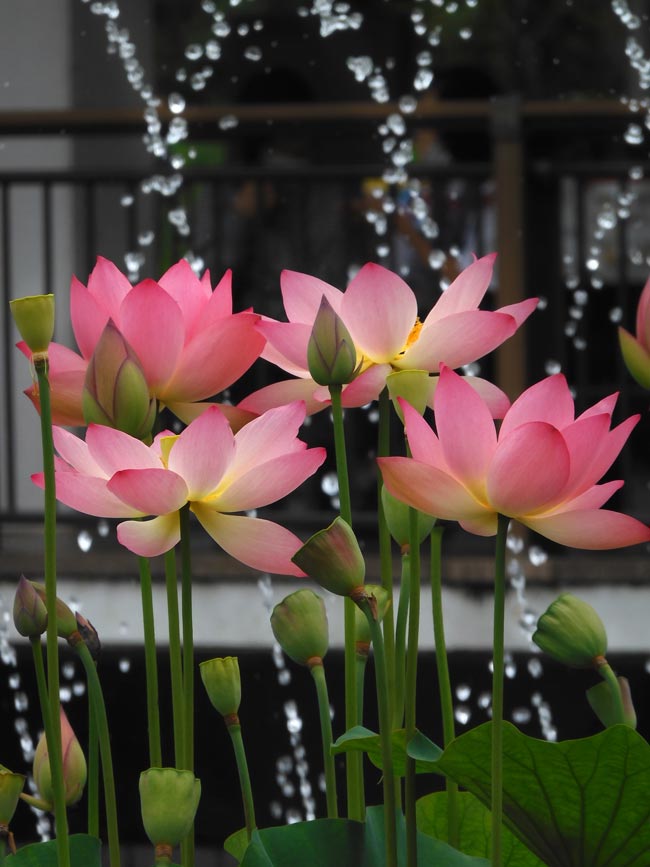 蓮の花 2026 郷土の森公園 修景池〈前編〉花蓮・知里の曙と噴水