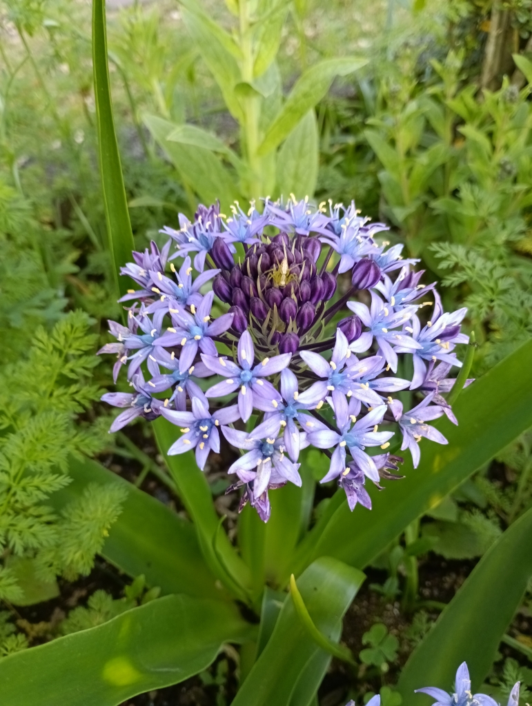 庭の花(シラーぺルビアナ) | ガーデニングな毎日