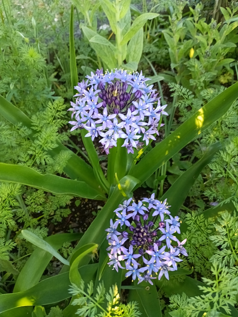 庭の花(シラーぺルビアナ) | ガーデニングな毎日