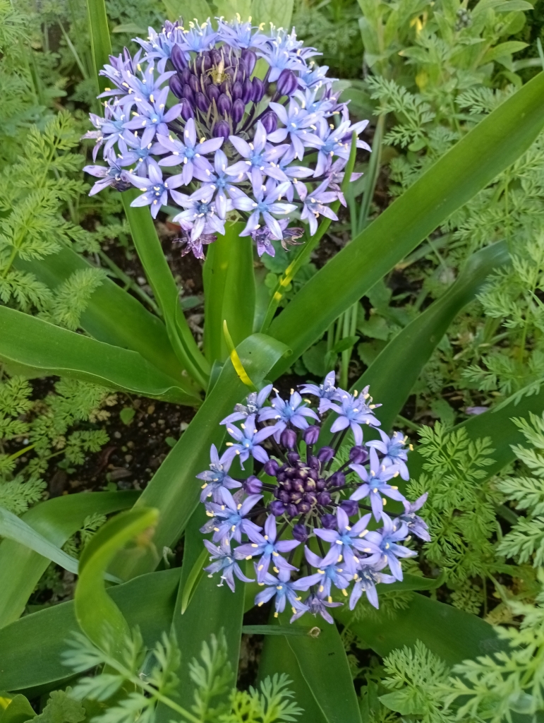 庭の花(シラーぺルビアナ) | ガーデニングな毎日