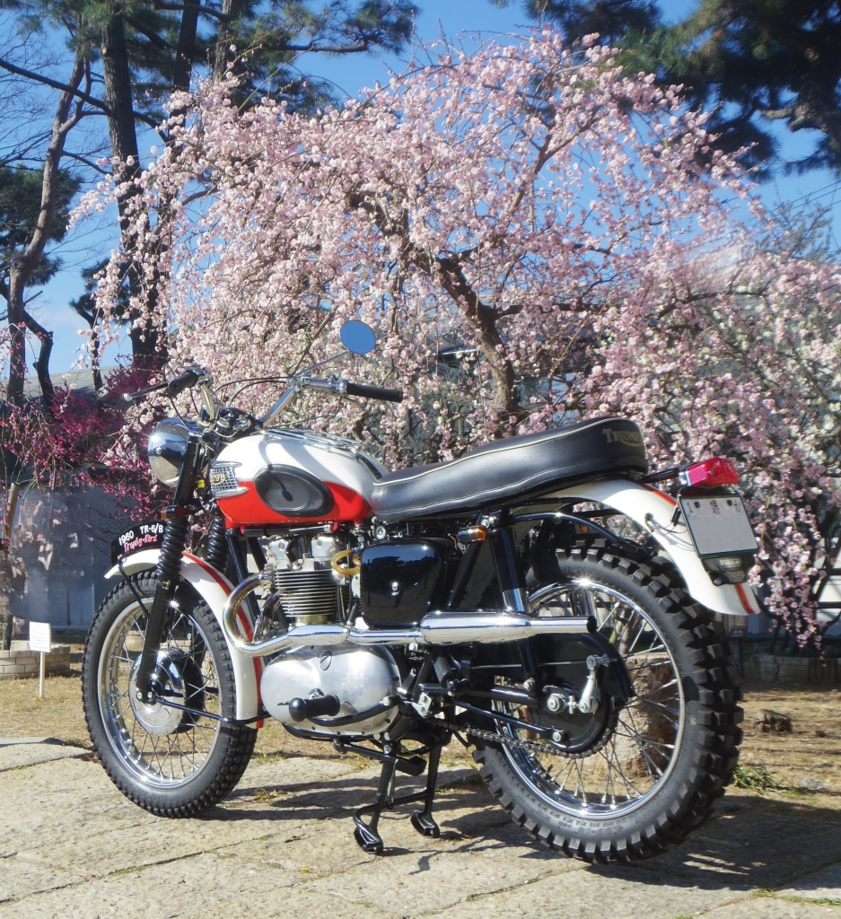 1960 TRIUMPH TR6/B Trophy-Bird」大阪府М氏 完成報告 | NUNOBIKI