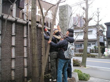 状態悪し 庭 別冊③ うえきの庭 人と作品・飯田十基の世界 沖縄・南九州うえきの庭/木を選ぶ・描く 昭和52年4月15日発行 建築資料研究社 若手庭師集団「庭盛会」 | 庭師の日記「日々是好日」