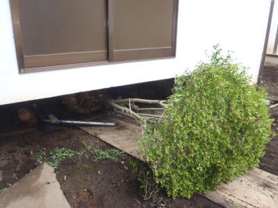 泉州堺 市松 イチマツ 植木屋鋏 庭師鋏 泉州堺三代目市松 植木鋏