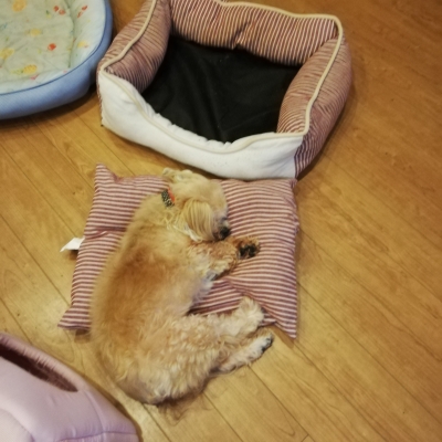ぺきにーずあいてむシリーズの ベッドペキニーズ