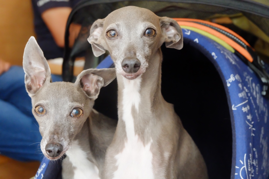 Resultado de imagen para ç¬ Italian Greyhound ãã¥ã¼ãã£ã¼ãµãã³ã¸ã®è¨ªå