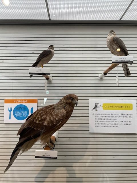 はく製　鷹？、トビ、狸 トンビ トンビの剥製 トビ 剥製 はく製 鳶 カタグロトビ インテリア