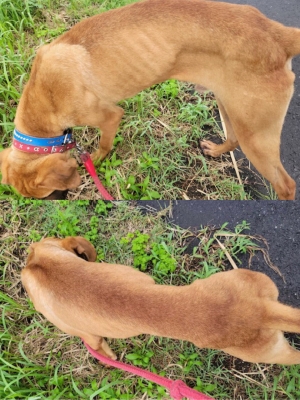 ご支援よろしくお願いします（犬） | ポチたま会の犬猫保護日記