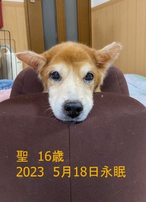 ご支援よろしくお願いします（犬） | ポチたま会の犬猫保護日記