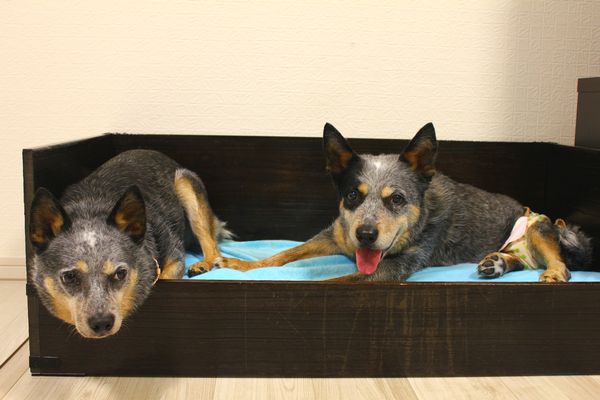 Image result for heeler 犬 私のベッドで私と一緒に寝る